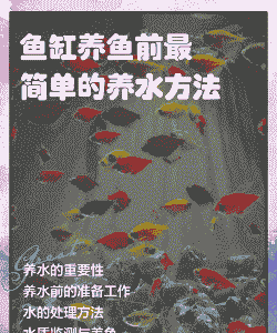 水族箱上的鱼怎么养殖