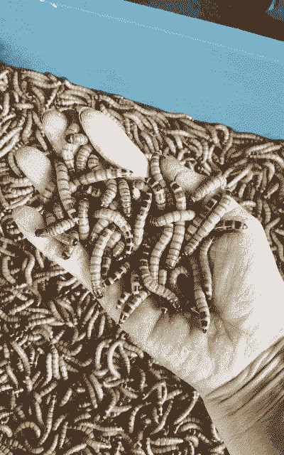 养殖大麦虫的收益怎么样