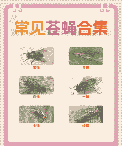 怎么治养殖场的苍蝇