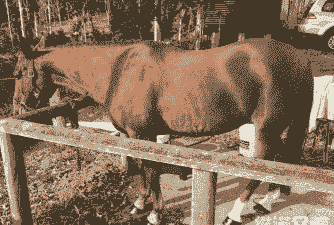 信阳肉马养殖利润怎么样