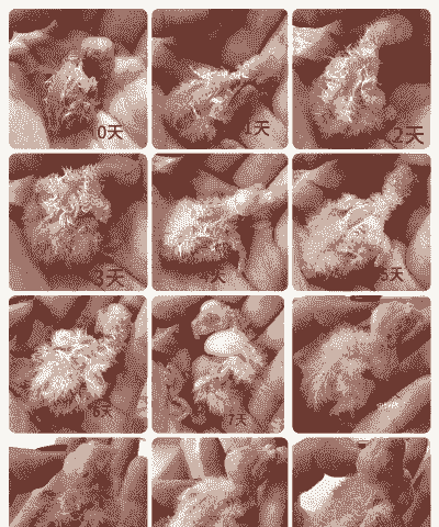 刚孵化的玄凤该怎么养殖