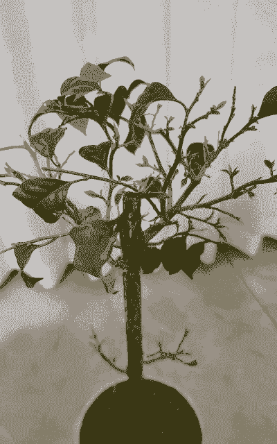 三角梅冬天落叶吗