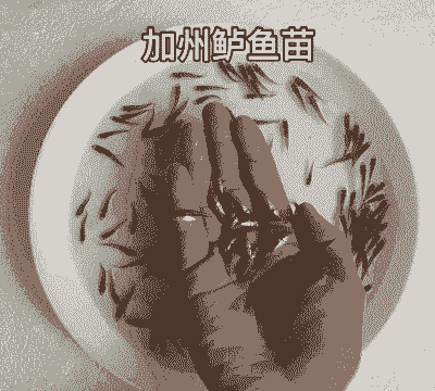 加州鲈鱼混合养殖怎么样