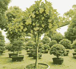 金桂养殖风太大怎么办