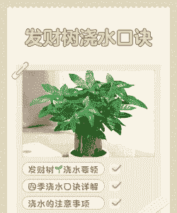 发财树浇水口诀