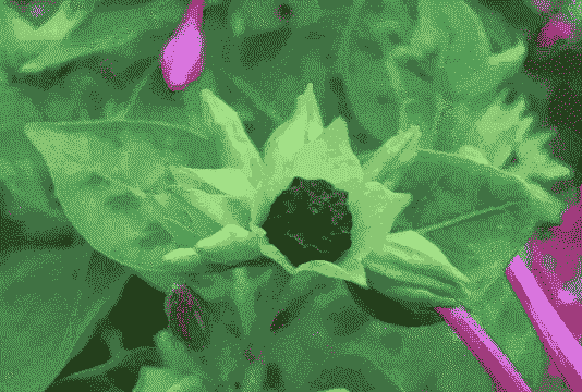 地雷花学名叫什么