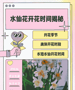水仙花的什么季节开