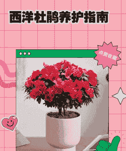 西洋杜鹃怎么养