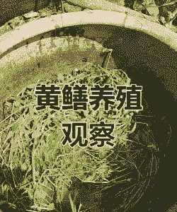 一米二鱼缸怎么养殖黄鳝