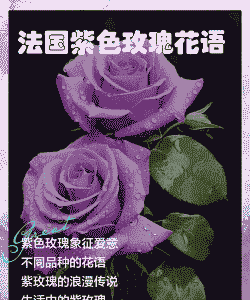 紫色玫瑰的花语