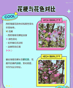 西府海棠与垂丝海棠的区别