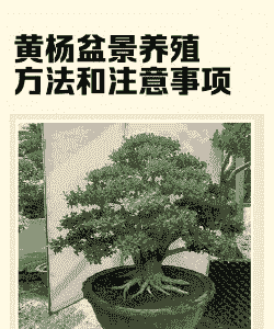 大叶黄杨盆景怎么样养殖