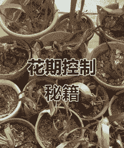 朱顶红休眠后如何唤醒