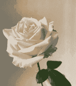 香槟玫瑰有香味吗