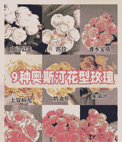 奥斯丁是什么花