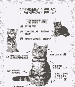 3岁成年美短猫怎么养殖