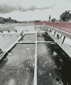 沼气池养殖鲤鱼怎么样