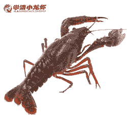 5斤的小龙虾怎么养殖