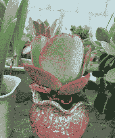 包菜系列多肉怎么养殖的