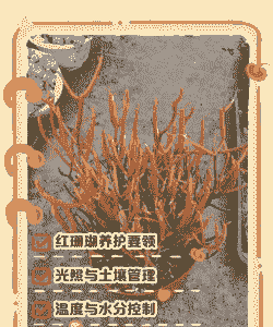 珊瑚树多肉怎么养殖方法