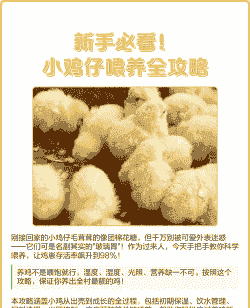 在家养殖鸡怎么喂养鸡蛋