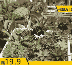 龙爪十二卷怎么养殖方法