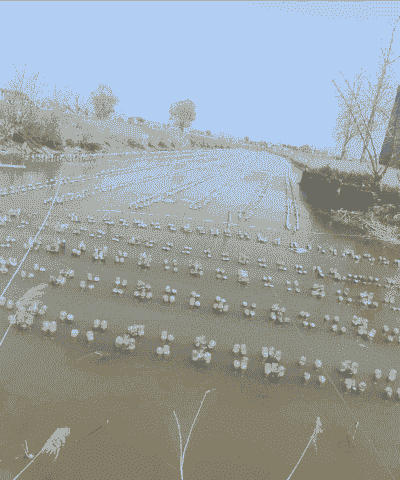 青虾和河蚌怎么一起养殖