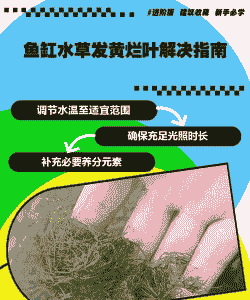 热带鱼养殖黄叶怎么办