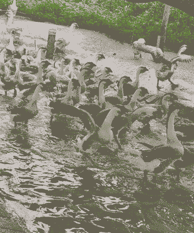 养殖好的鹅怎么销售出去