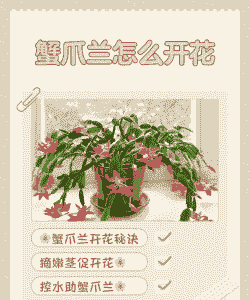 蟹爪莲怎么养殖夏天开花