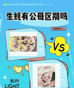 人工养殖生蚝怎么分公母