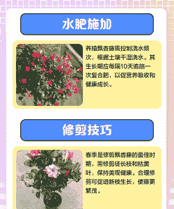 万里瓢香藤怎么养殖