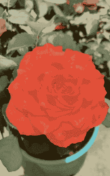 火灵鸟月季花怎么养殖