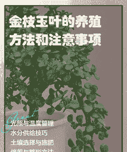 金枝玉叶在室外怎么养殖