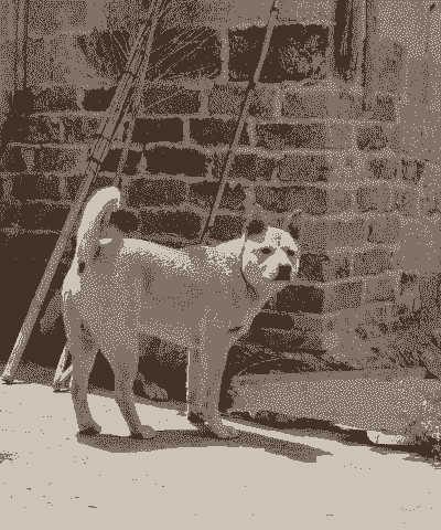 在农村养殖土狗怎么样的