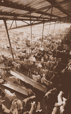 狗肉养殖场效益怎么样