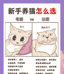 怎么去养殖户家买猫咪