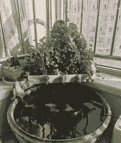 怎么用洗脸盆养殖小金鱼