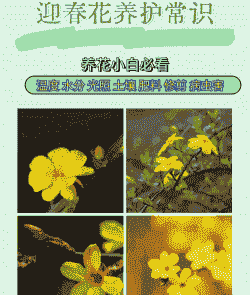 迎春花开花了怎么养殖