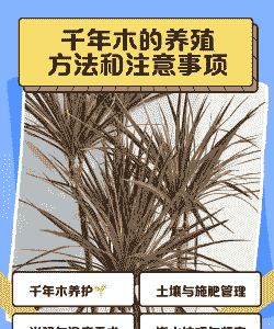 千年木盆景树桩怎么养殖