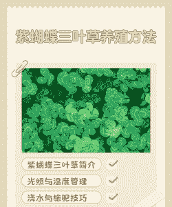 三叶草冬季怎么养殖