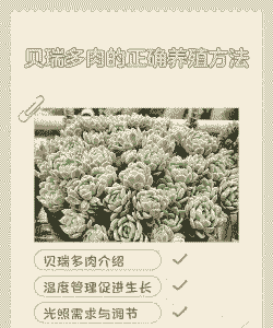 多肉植物养殖创业怎么样