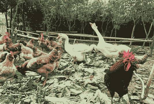 土鸡和鹅一起怎么养殖