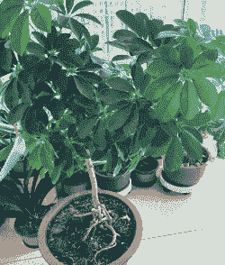 露天养殖鸭脚木怎么样