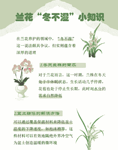 如何养兰花的小窍门