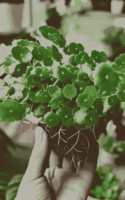 大叶金钱草怎么养殖的