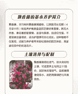 飘香藤2月份怎么养殖