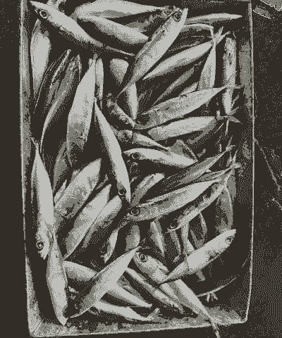 昭通青鱼水产养殖怎么样