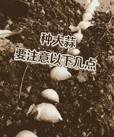 蒜头怎么养殖