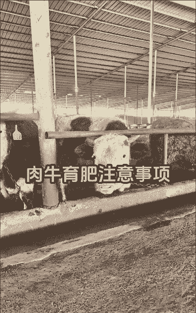 在欧洲怎么搞养殖的牛